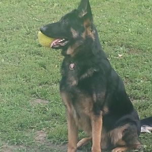 Meet your Posher, Steve